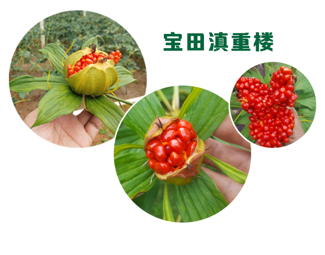 狗万純正優(yōu)質(zhì)滇重樓品種，質(zhì)量全麵保證